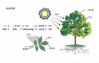 植物光合作用的过程与生活的联系
